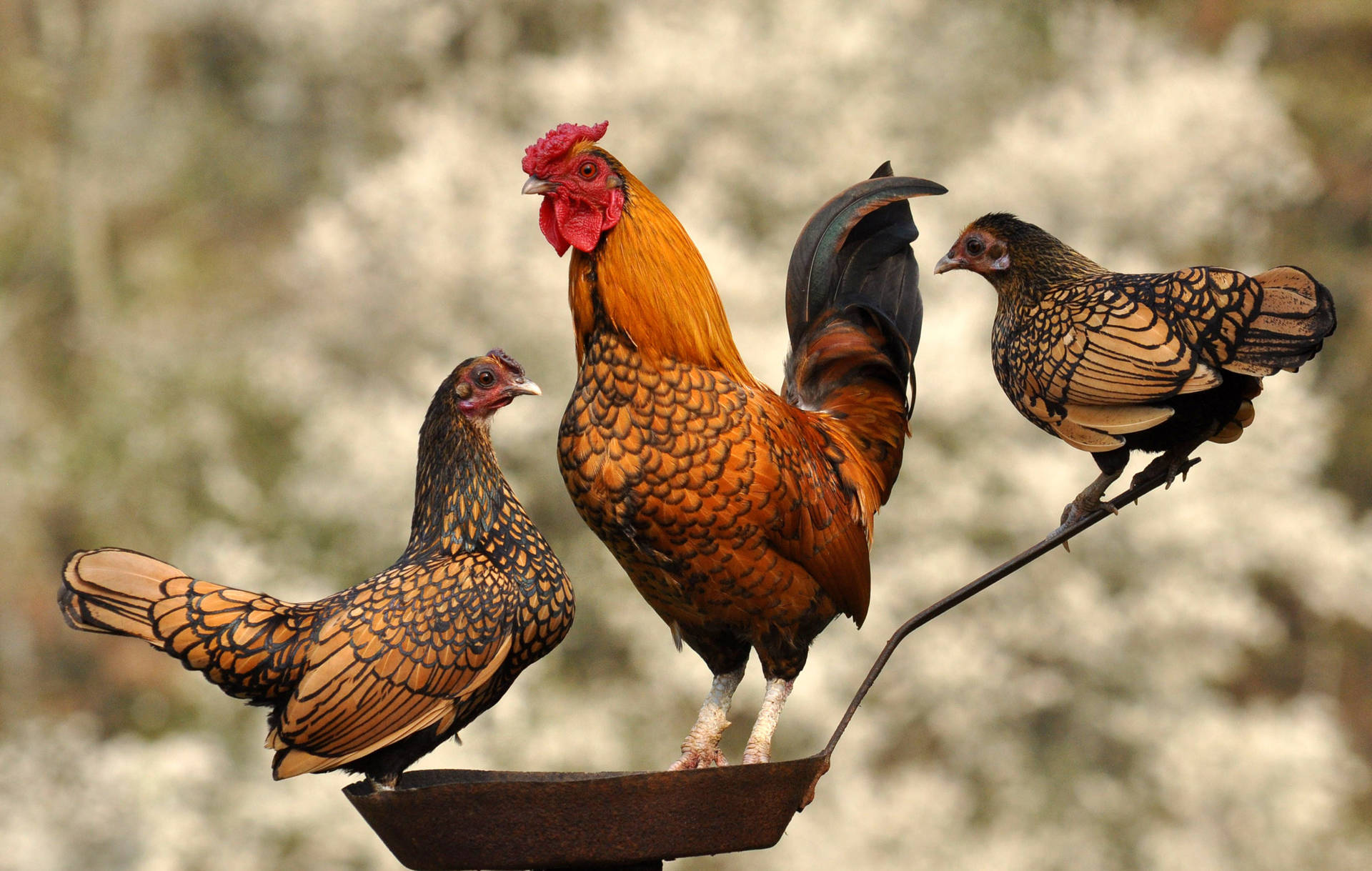 Hen With Rooster Background