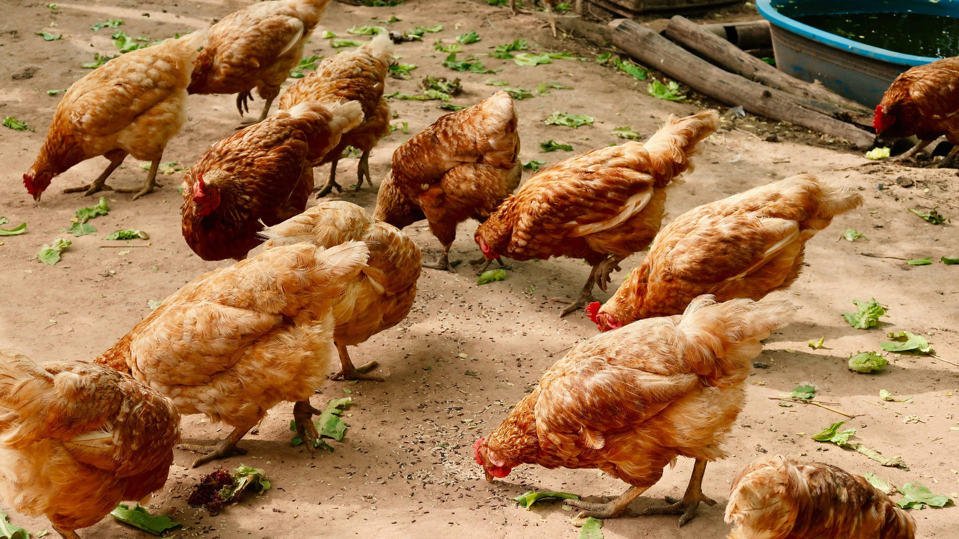 Hens On The Ground Background