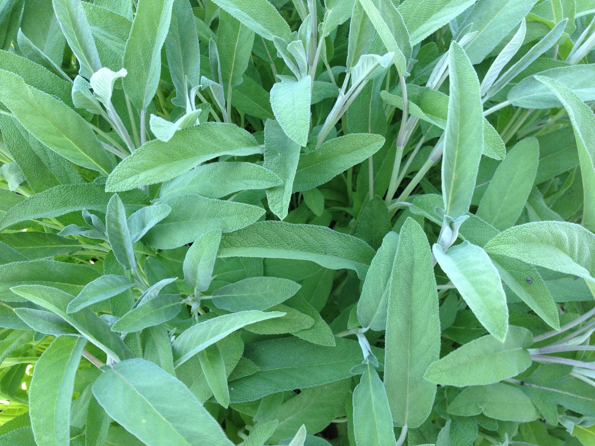 Herb Sage Plant Background