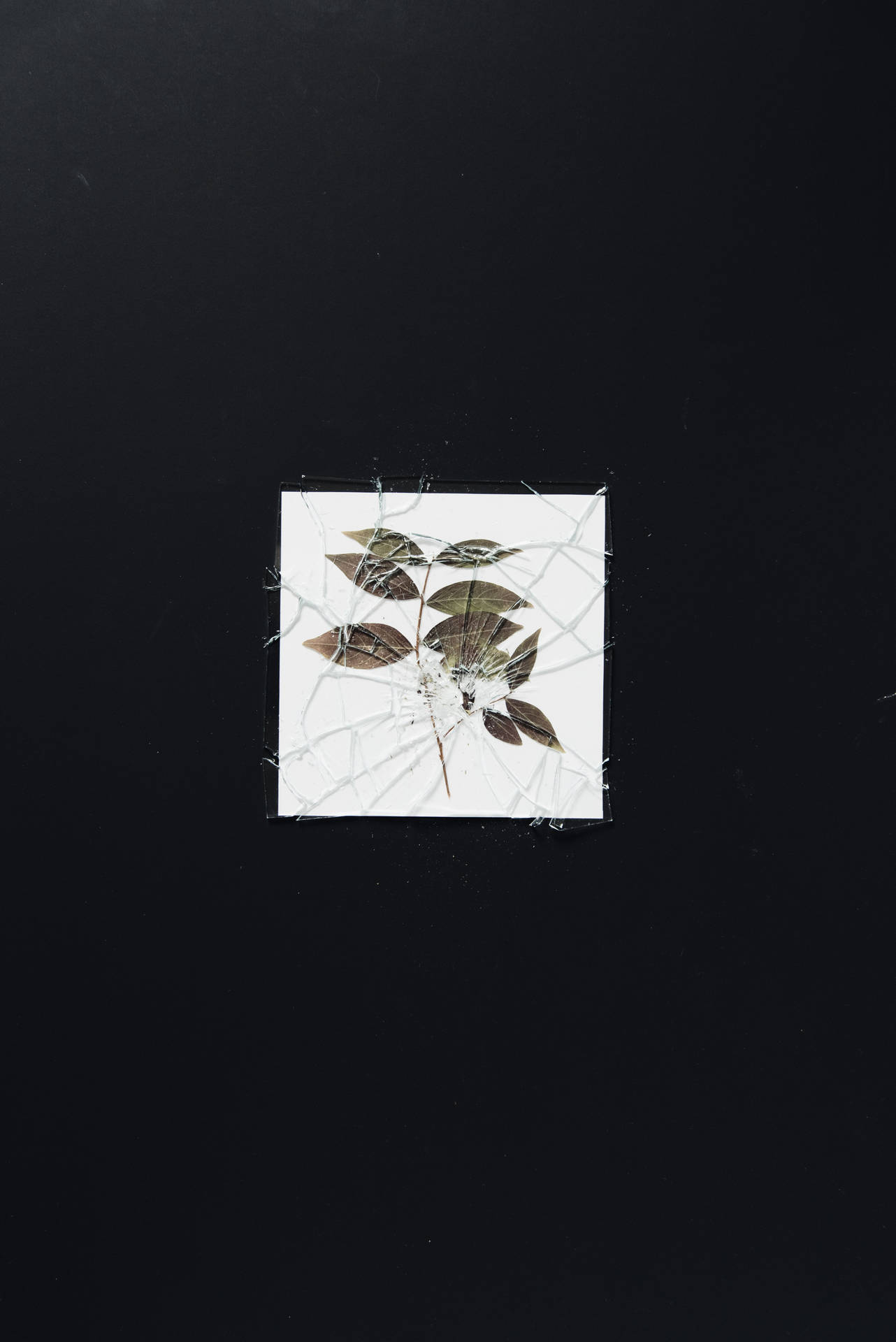 Herbarium Plant With Broken Frame Background