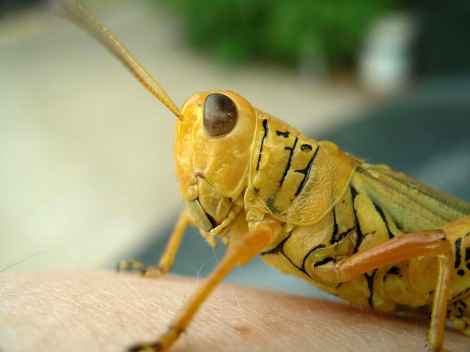 Herbivorous Insect Grasshopper Background