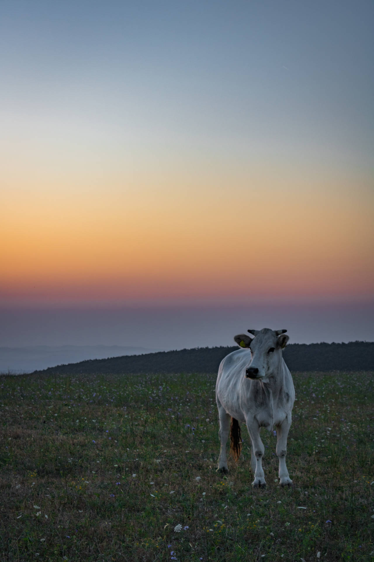 Herd Enjoying Ombre Sunset Background