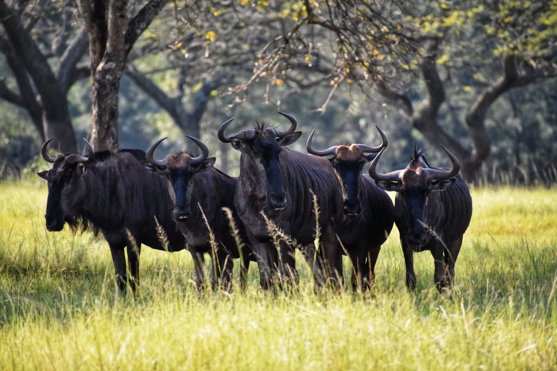 Herd Of Blue Oxen Background