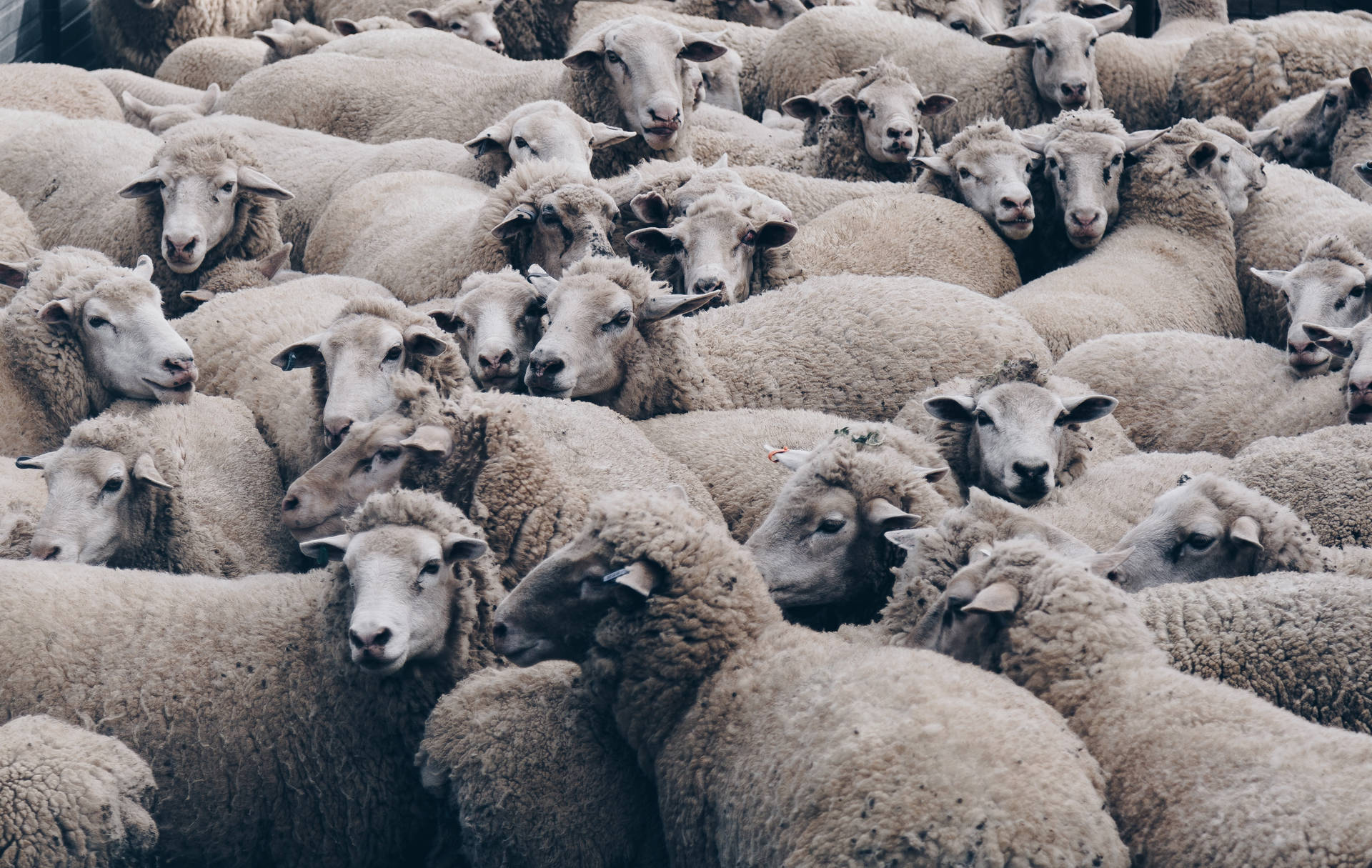 Herd Of Brown Sheep