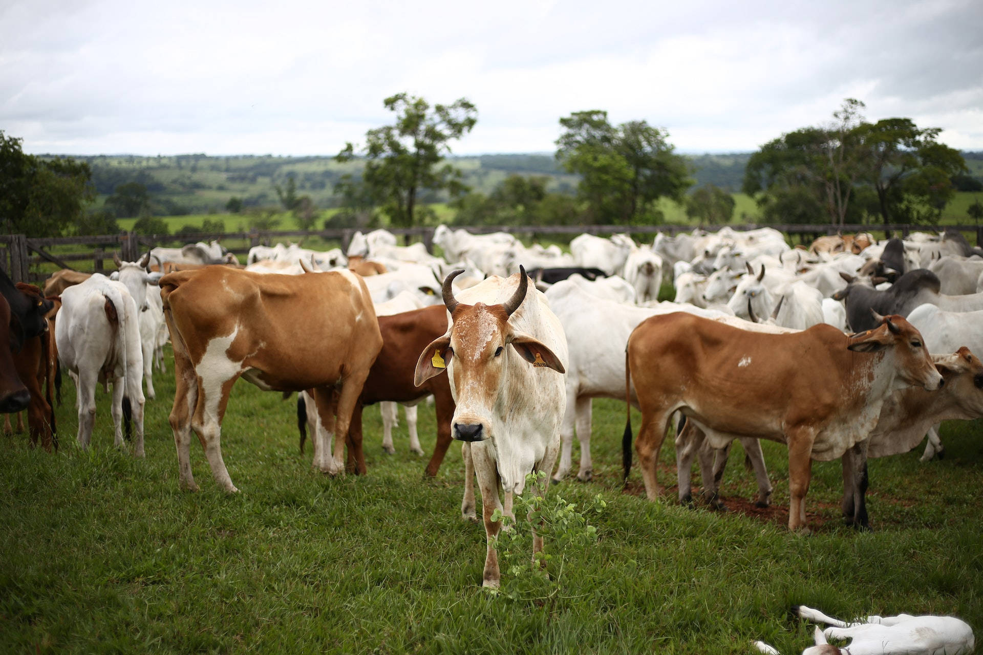 Herd Of Cow Animals On The Farm Background