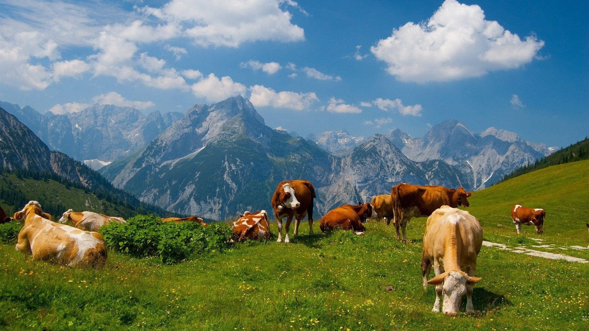 Herd Of Cows Grazing In A Green Pasture Background