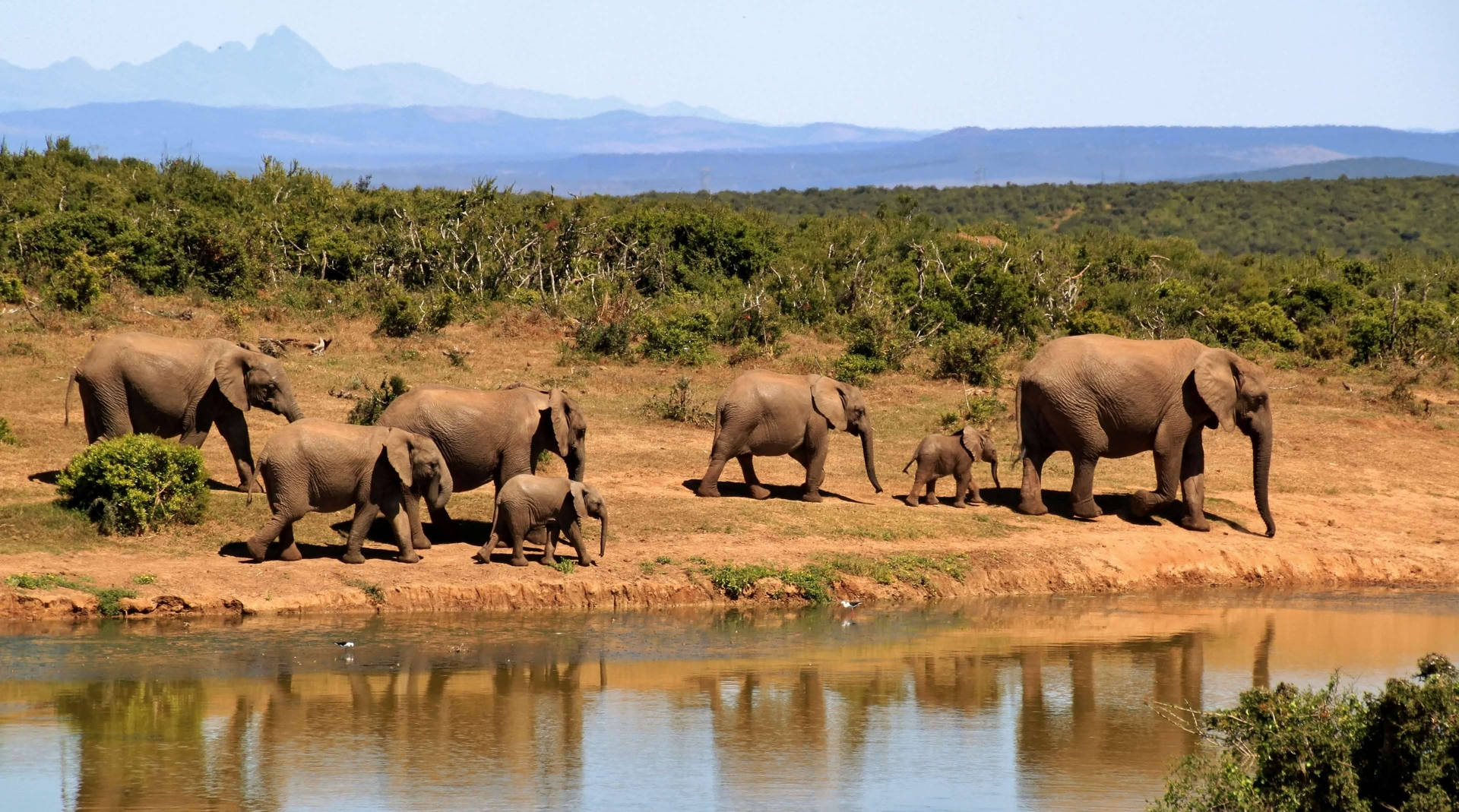 Herd Of Elephants Africa 4k