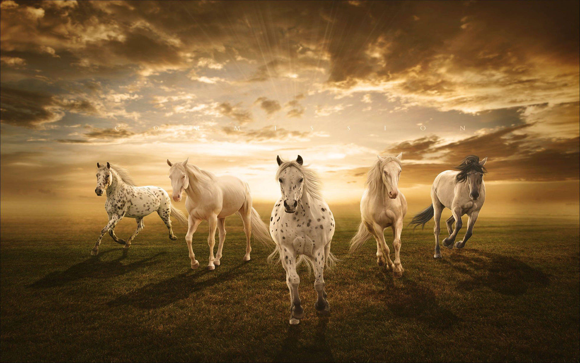 Herd Of Galloping White Horses Background
