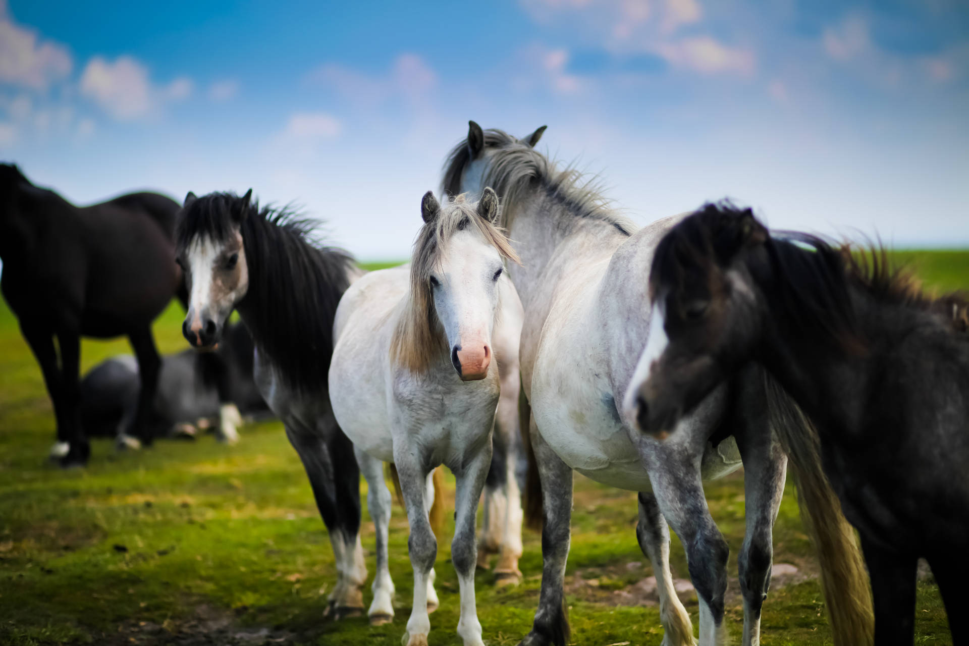 Herd Of Horses Cute Desktop Background