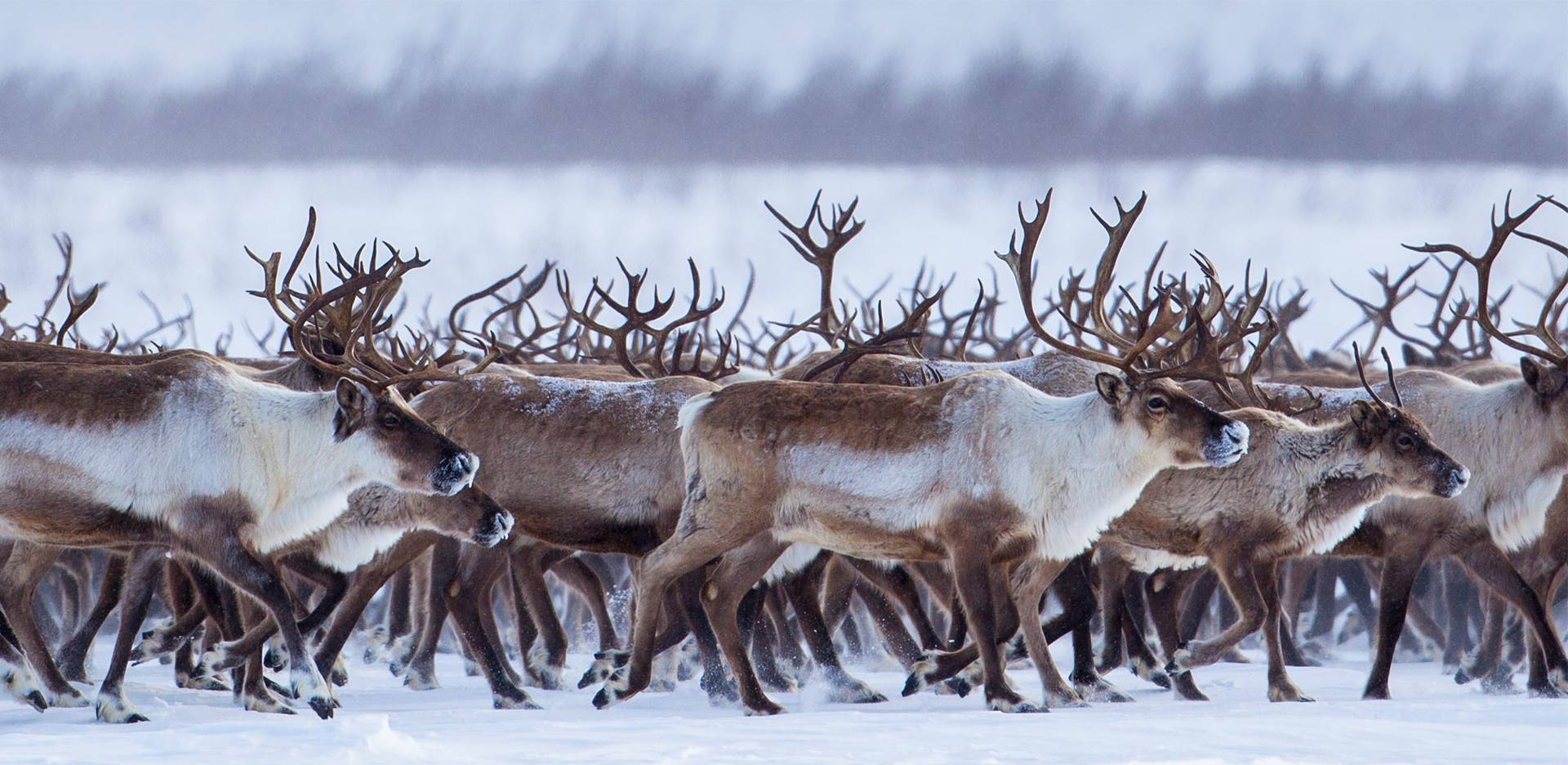 Herd Of Reindeer Background
