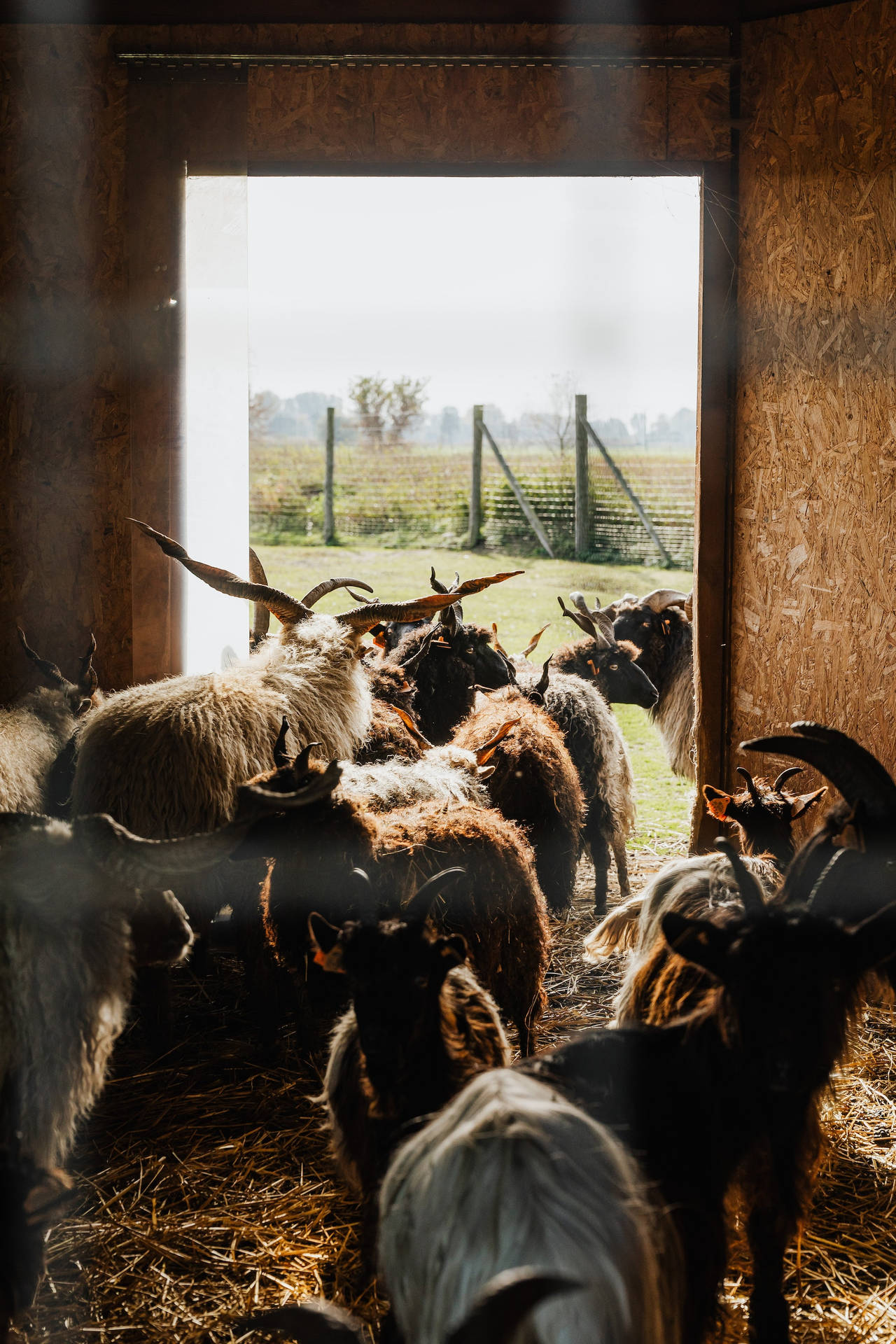 Herd Of Sheep Animals Going Out A Farmhouse Background