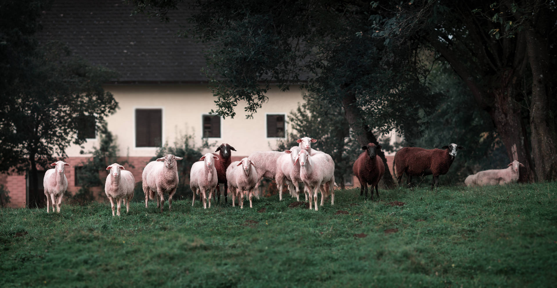 Herd Of Sheep In Backyard Background