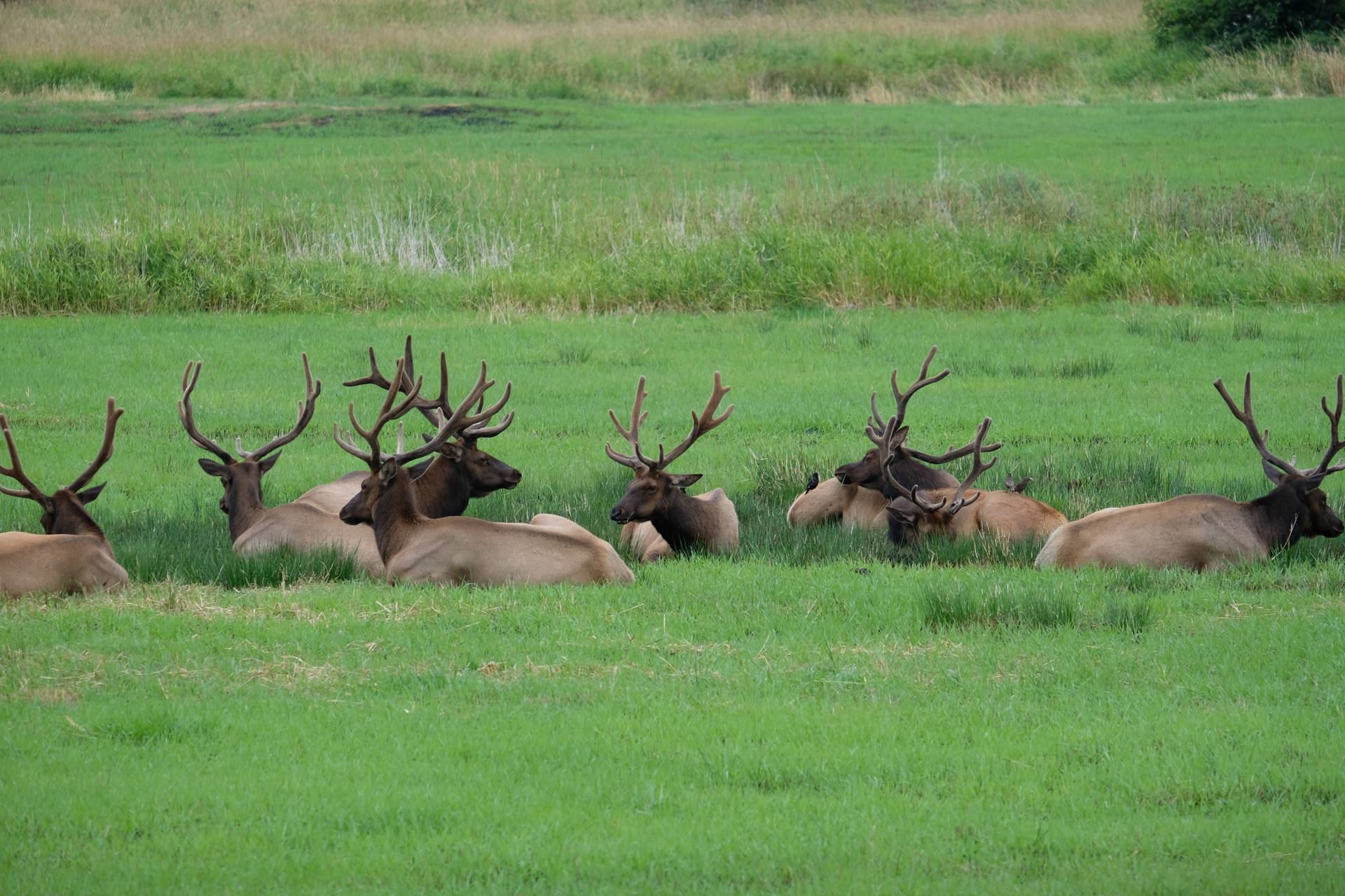 Herd Of Stags Deer Hunting Background
