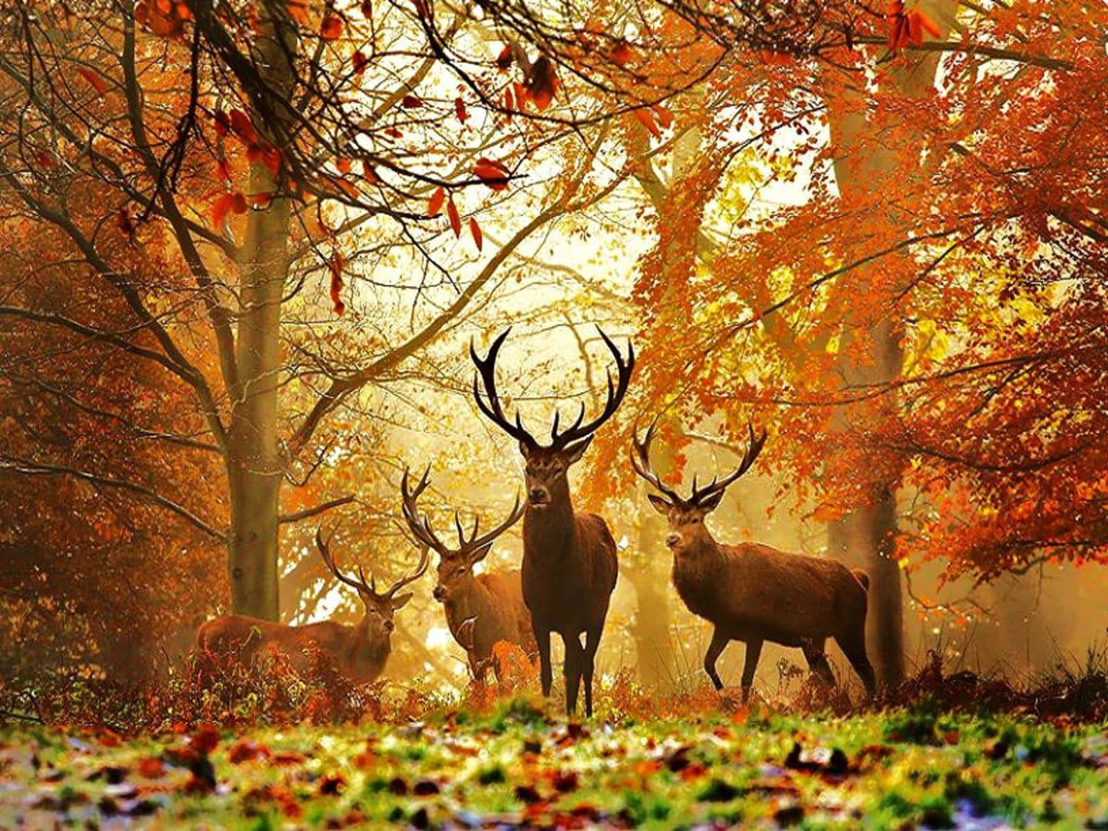 Herd Of Whitetail Deer In Autumn Forest Background