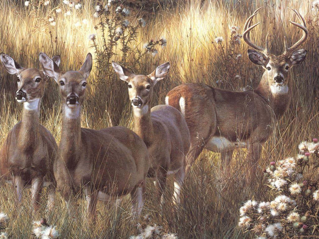 Herd Of Whitetail Deer In The Wild Background