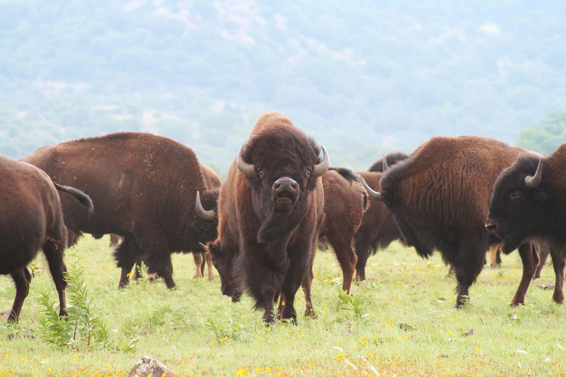 Herdof Bisonin Meadow.jpg Background