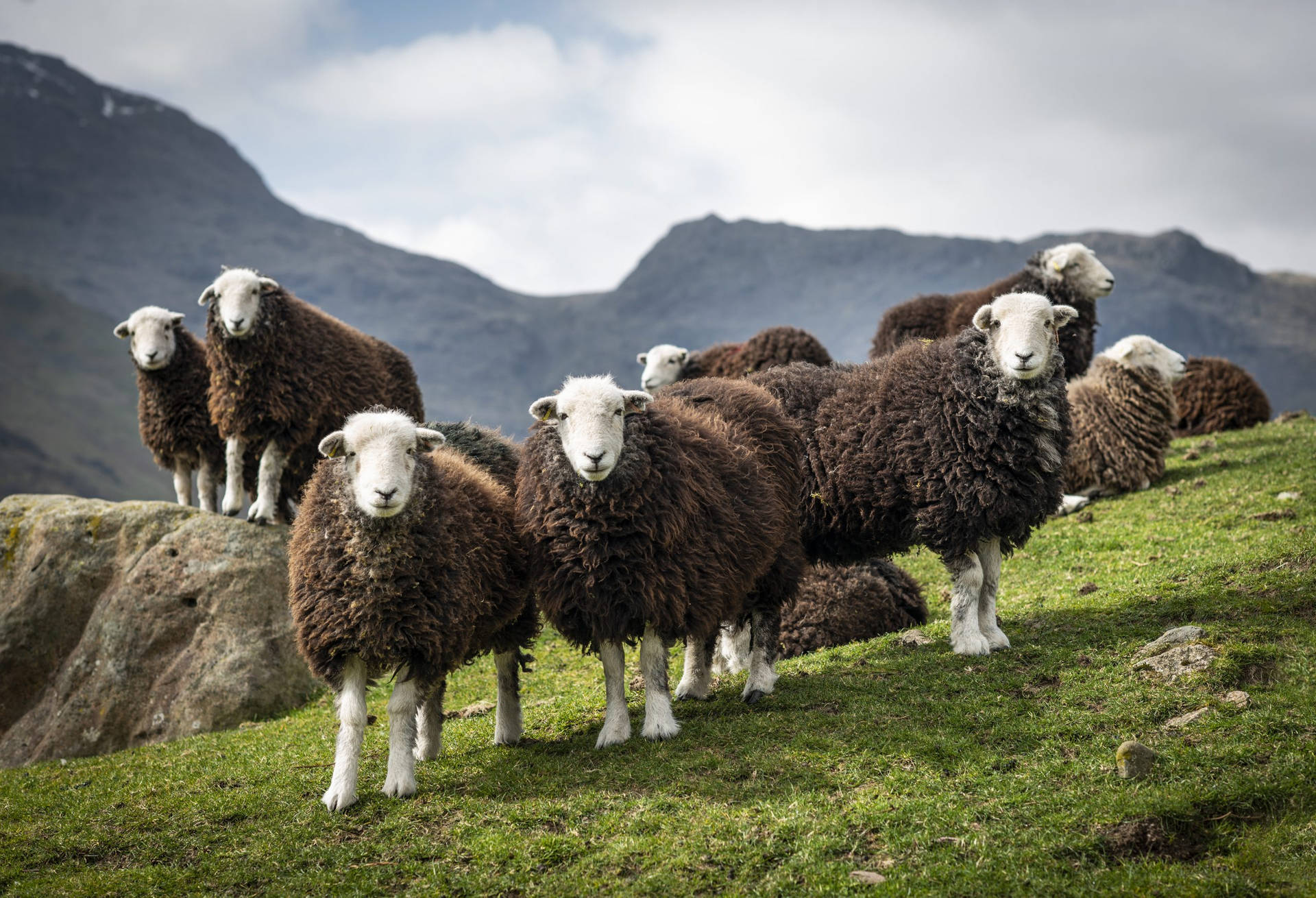 Herdwick Sheeps From Uk Background