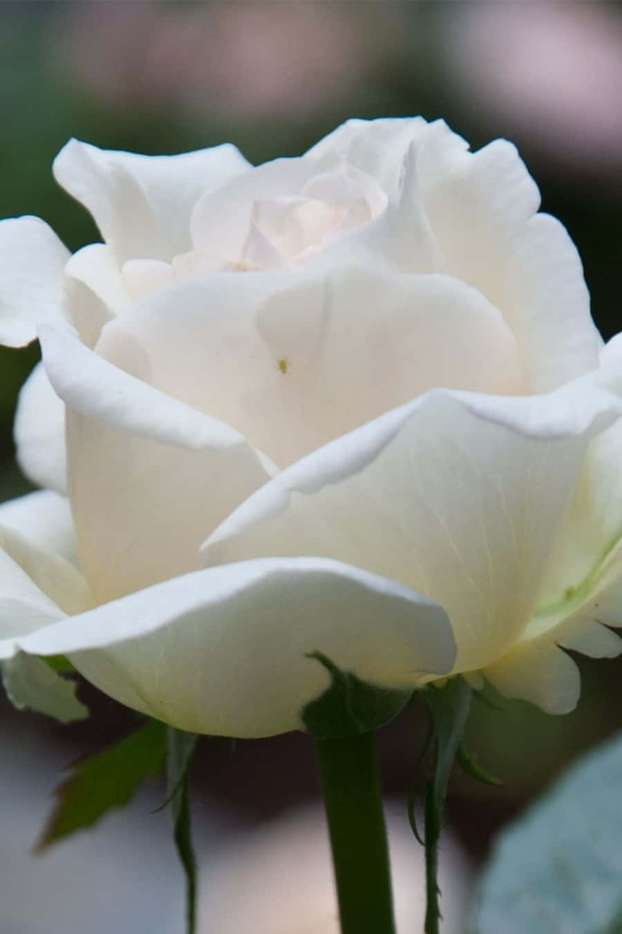 Here Is A Beautiful Bunch Of White Roses In A Reflective Phone Case. Background