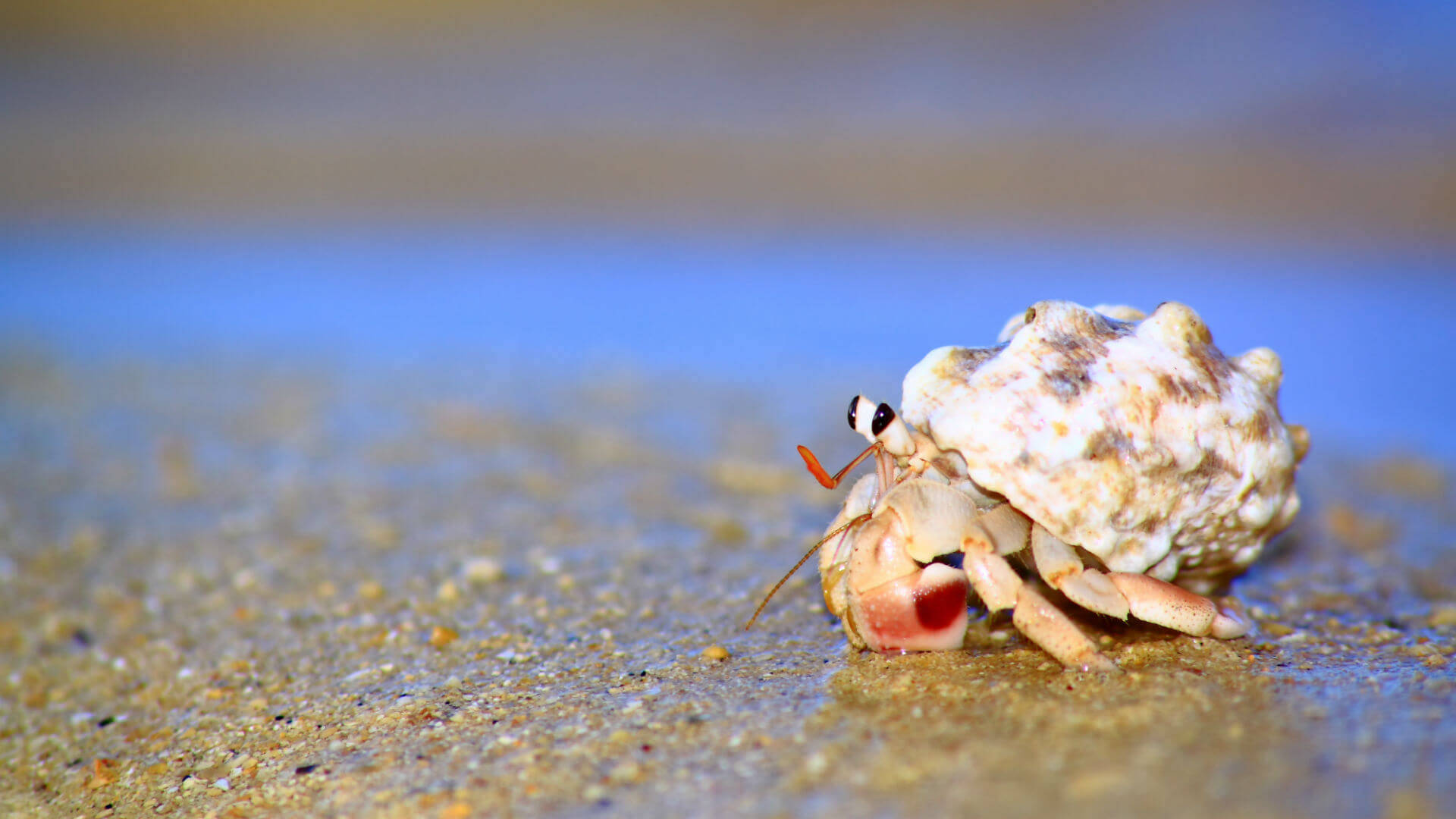 Hermit Crab In Sand Background