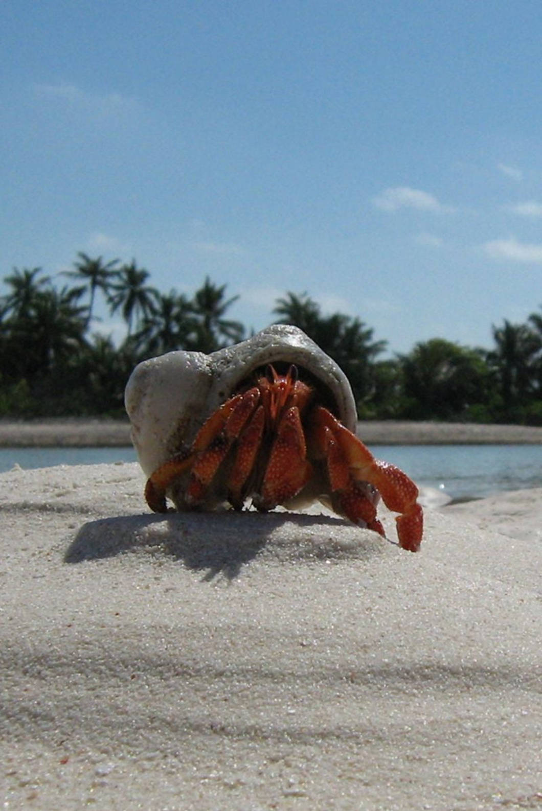 Hermit Crab Iphone 4s Background