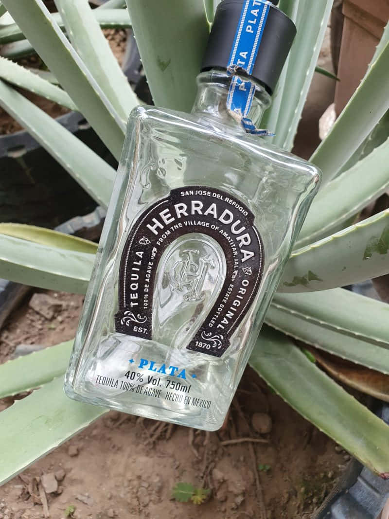 Herradura Tequila Bottle Agave Background Background