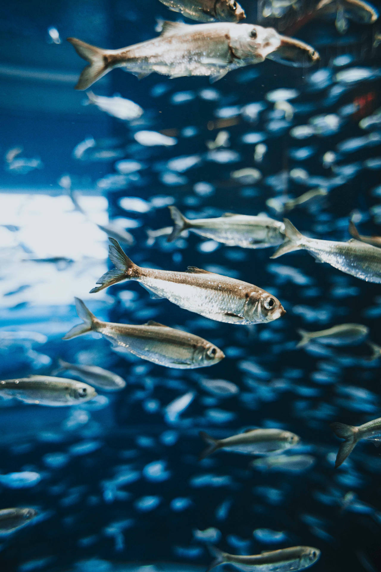 Herring Fishes Inside An Aquarium Background