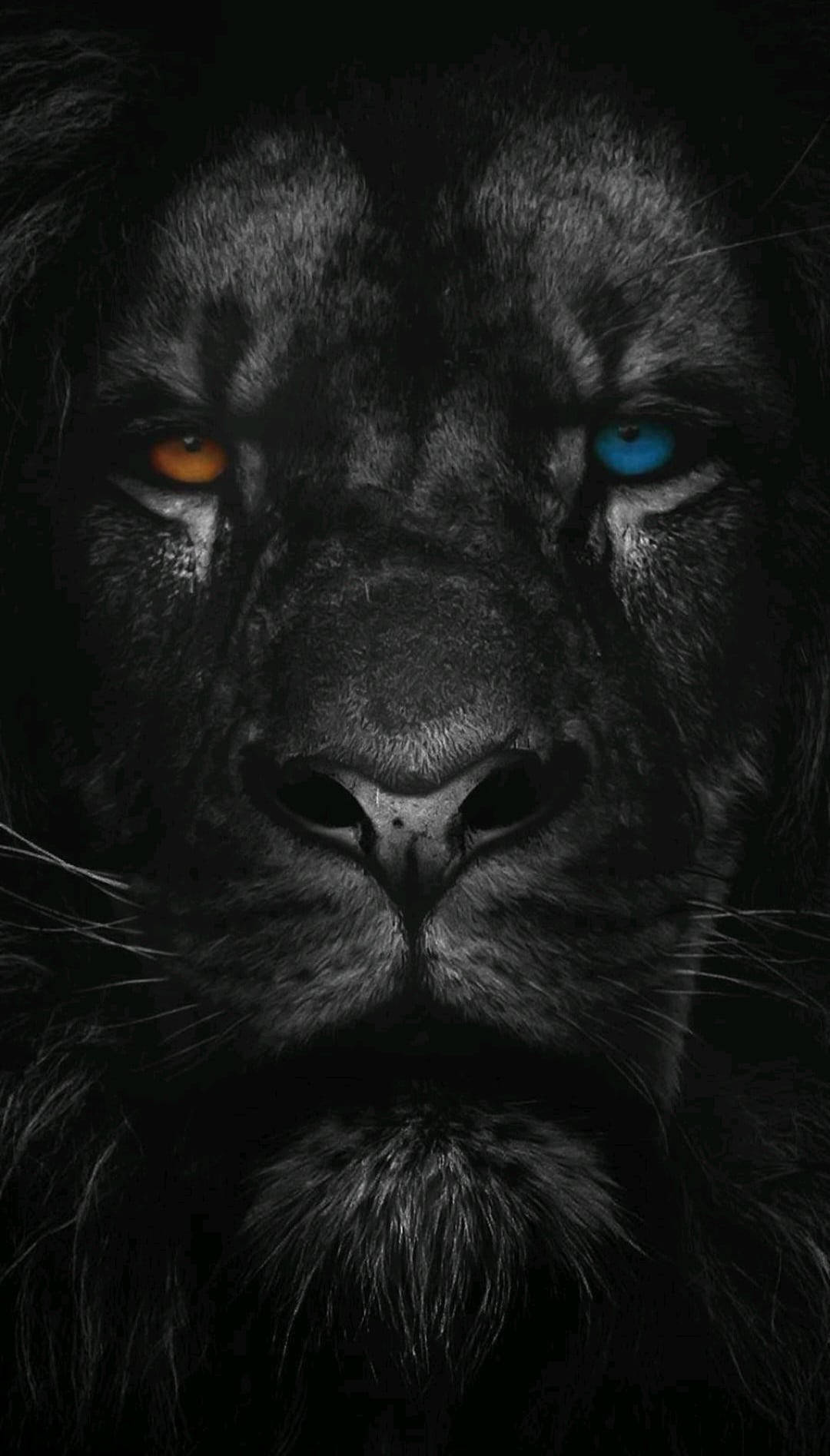 Heterochromatic Lion Phone Background