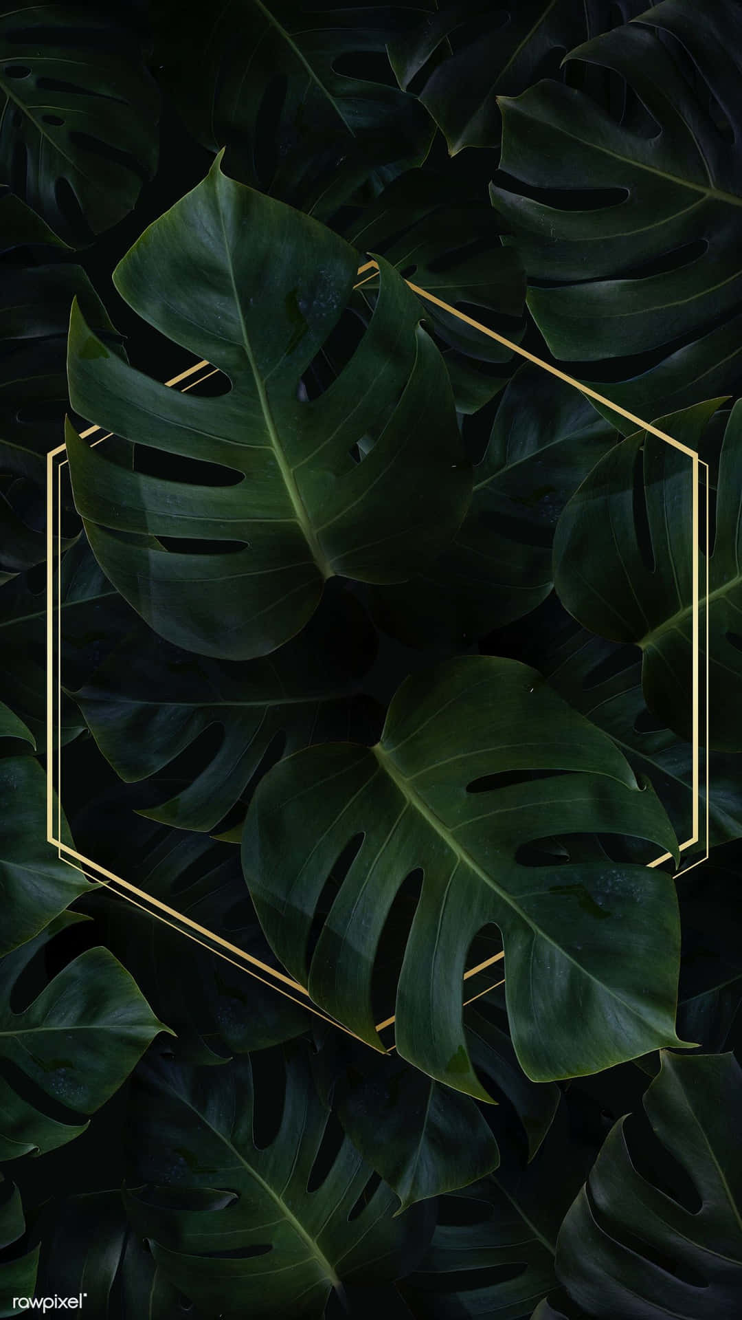 Hex Frame On Monstera Plant Phone Background