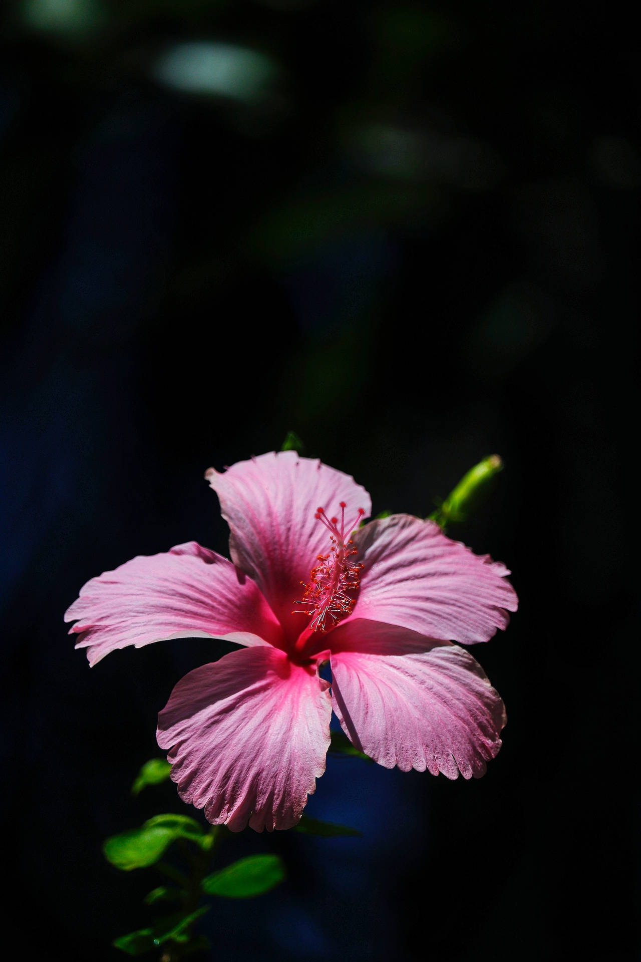 Hibiscus Flower Android Background