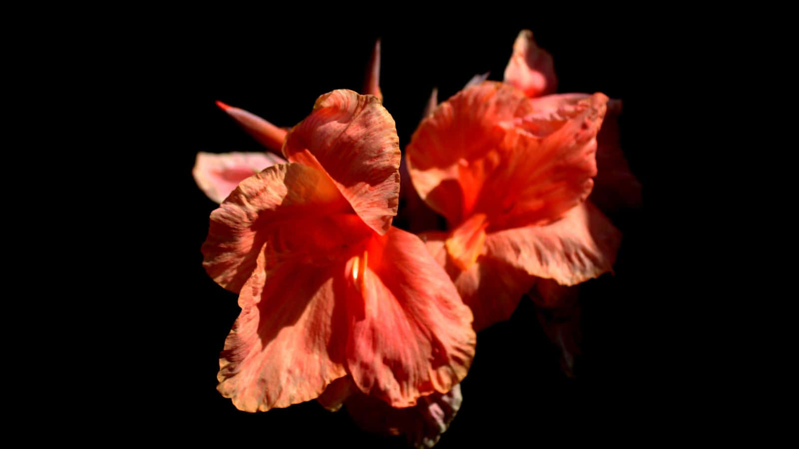 Hibiscus Flower On Black Background