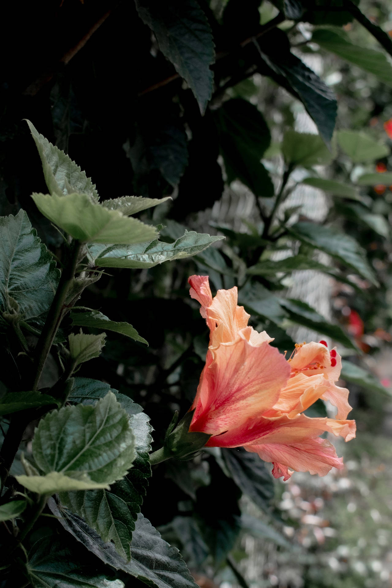 Hibiscus Flower Plant Aesthetic Background