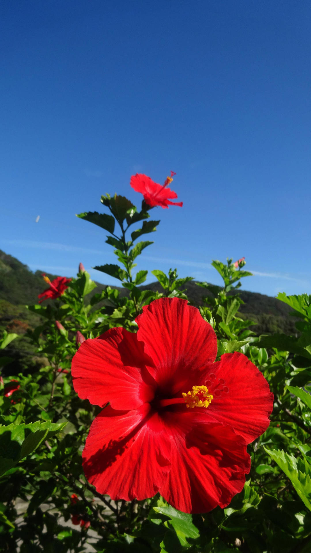 Hibiscus Low-angle Shot