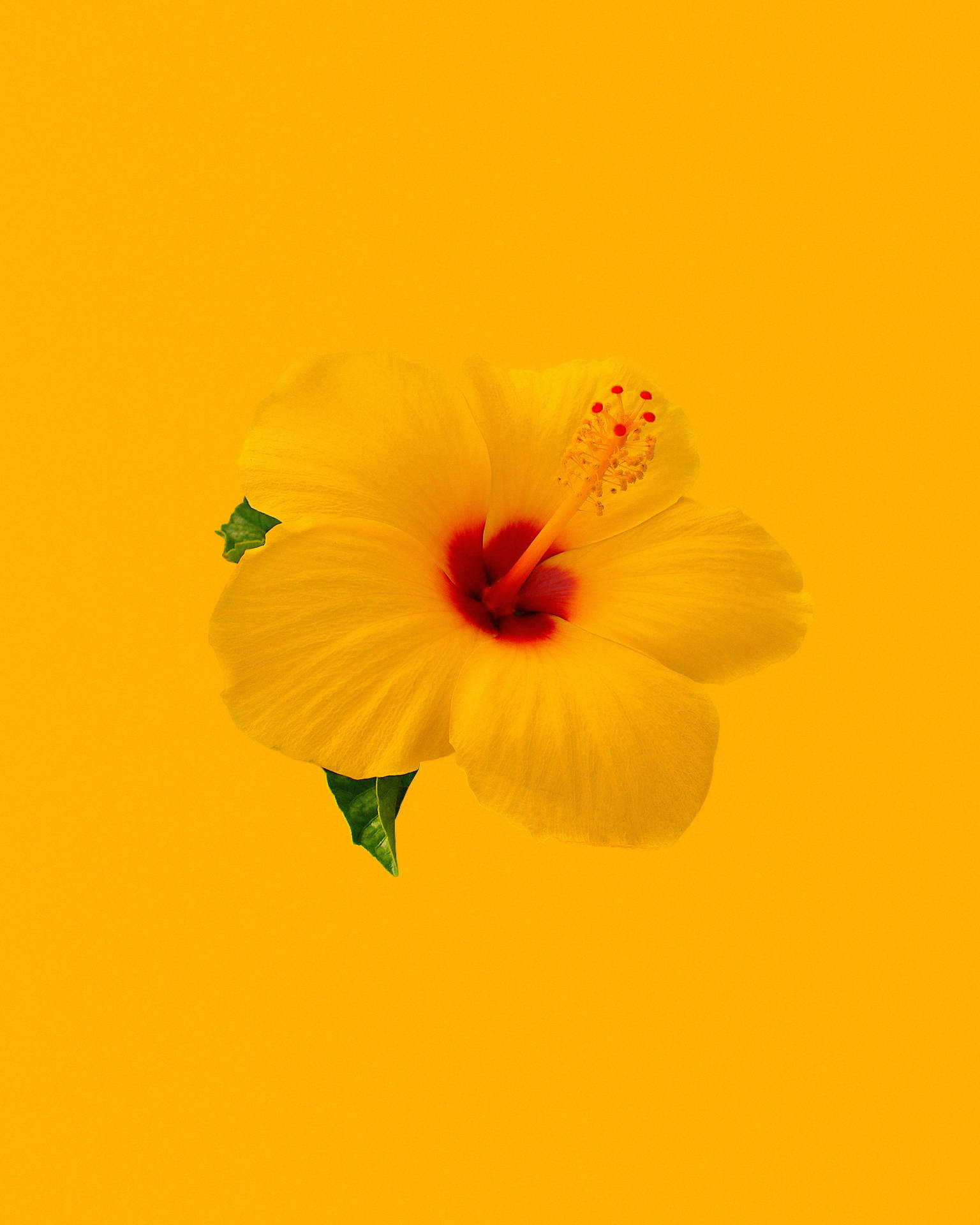 Hibiscus Plain Yellow Iphone Background