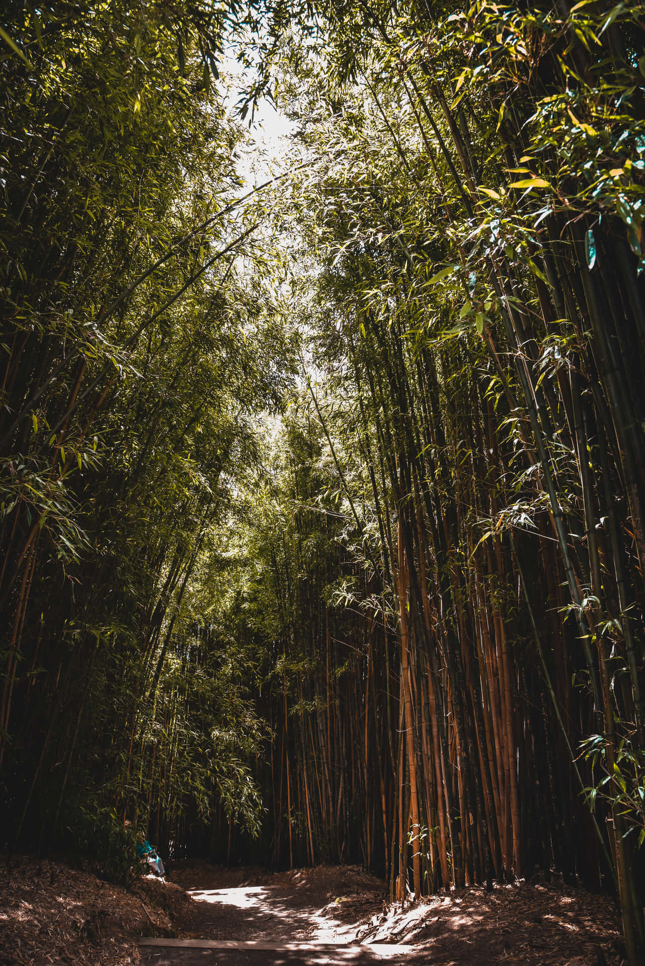 Hidden Bamboo Forest Background
