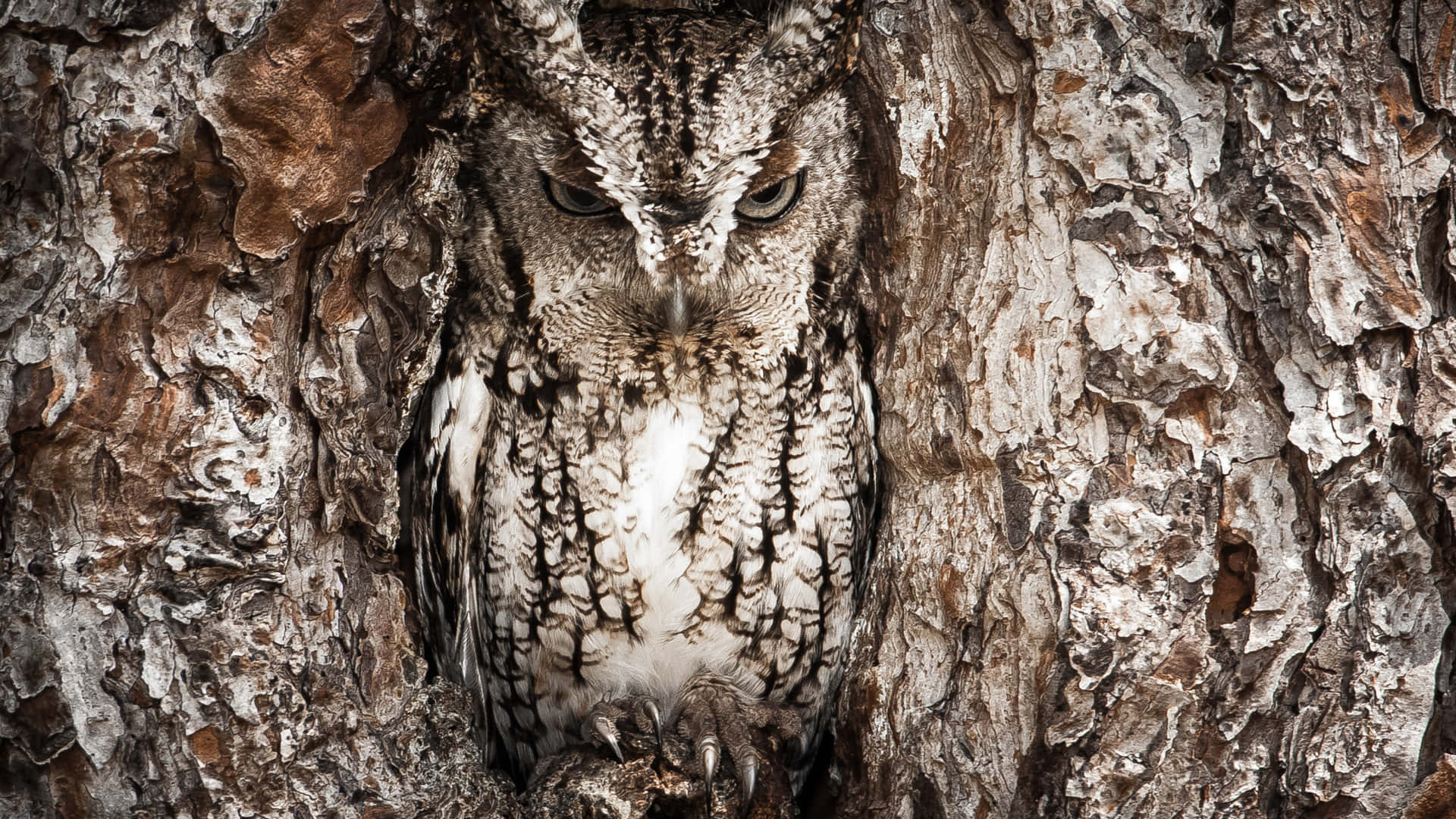 Hidden Owl In Rocks