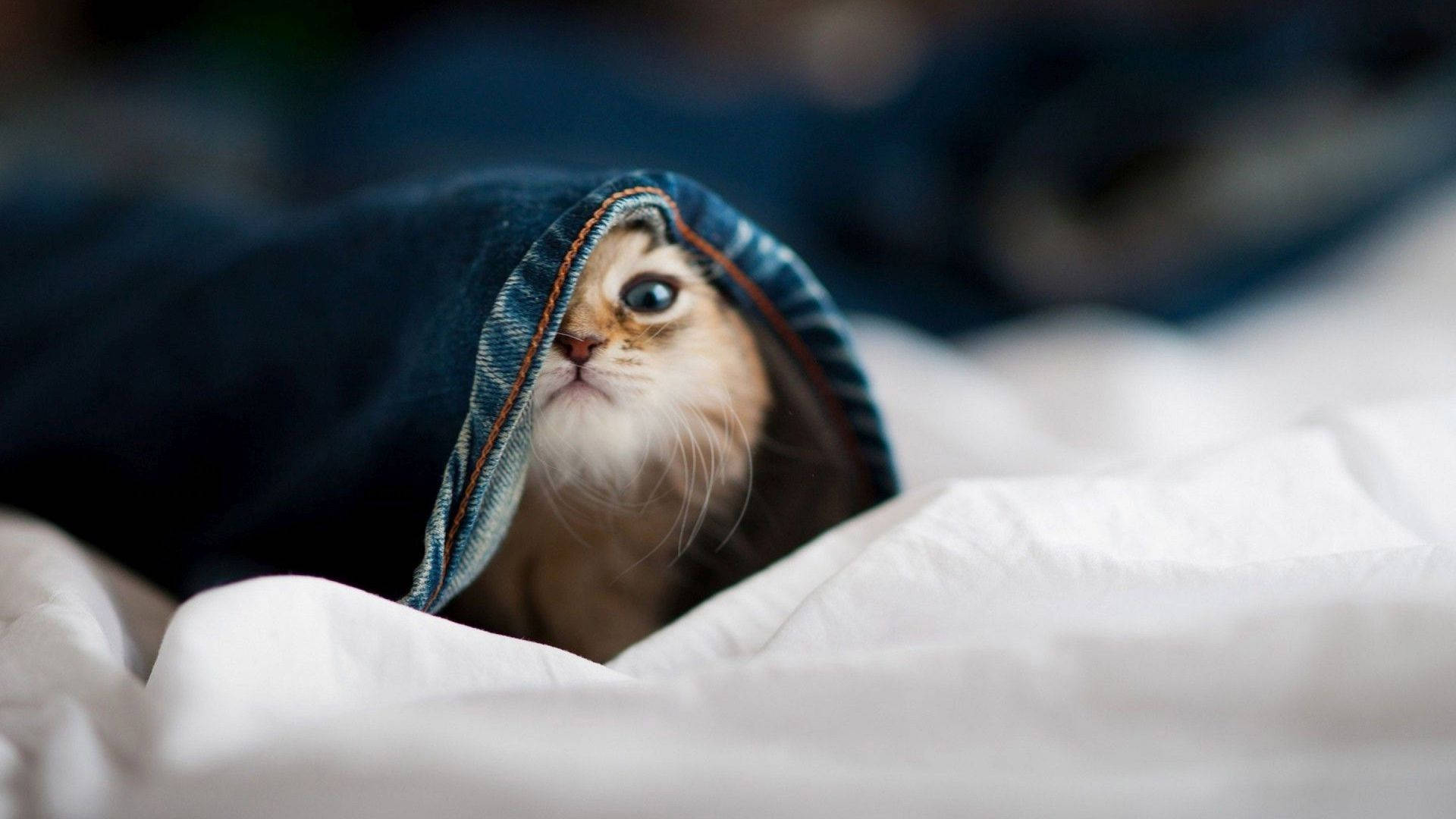 Hiding Baby Animal Kitten Background