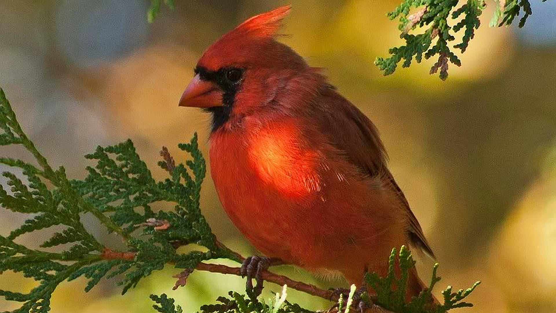 Hiding Cardinal Background