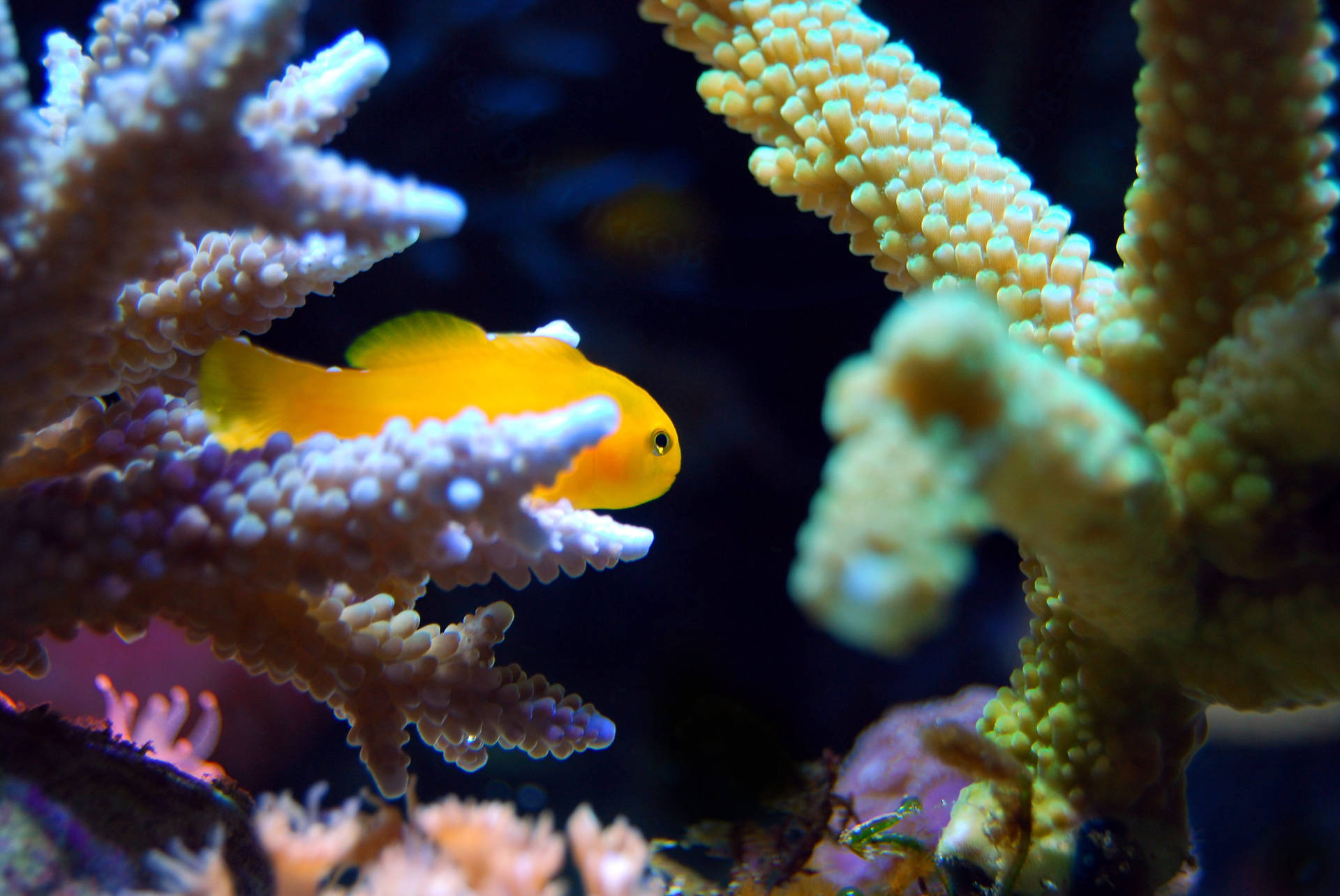 Hiding Goldfish In Aquarium Background