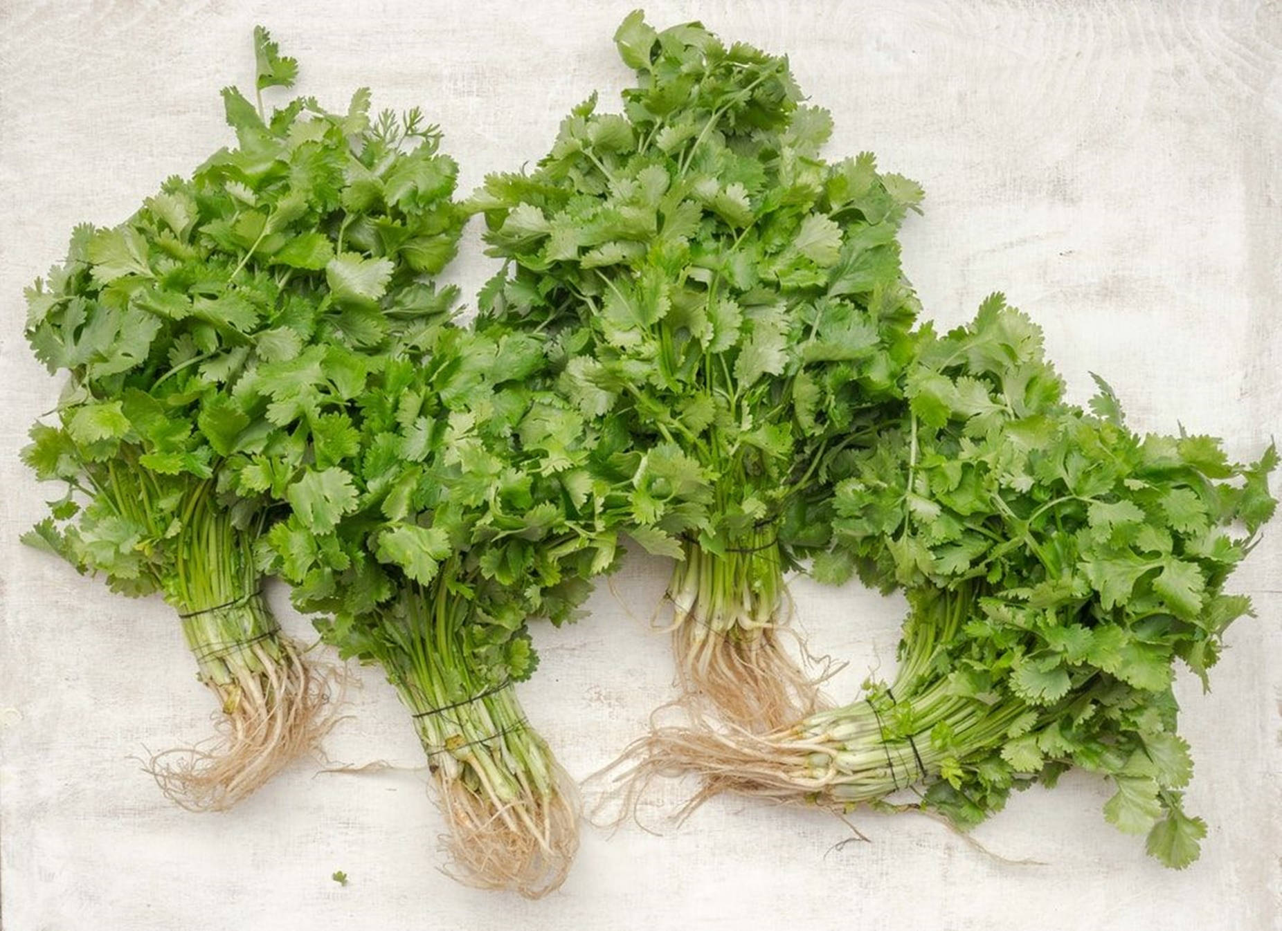 High-angle Shot Of Fresh Coriander Herb Background