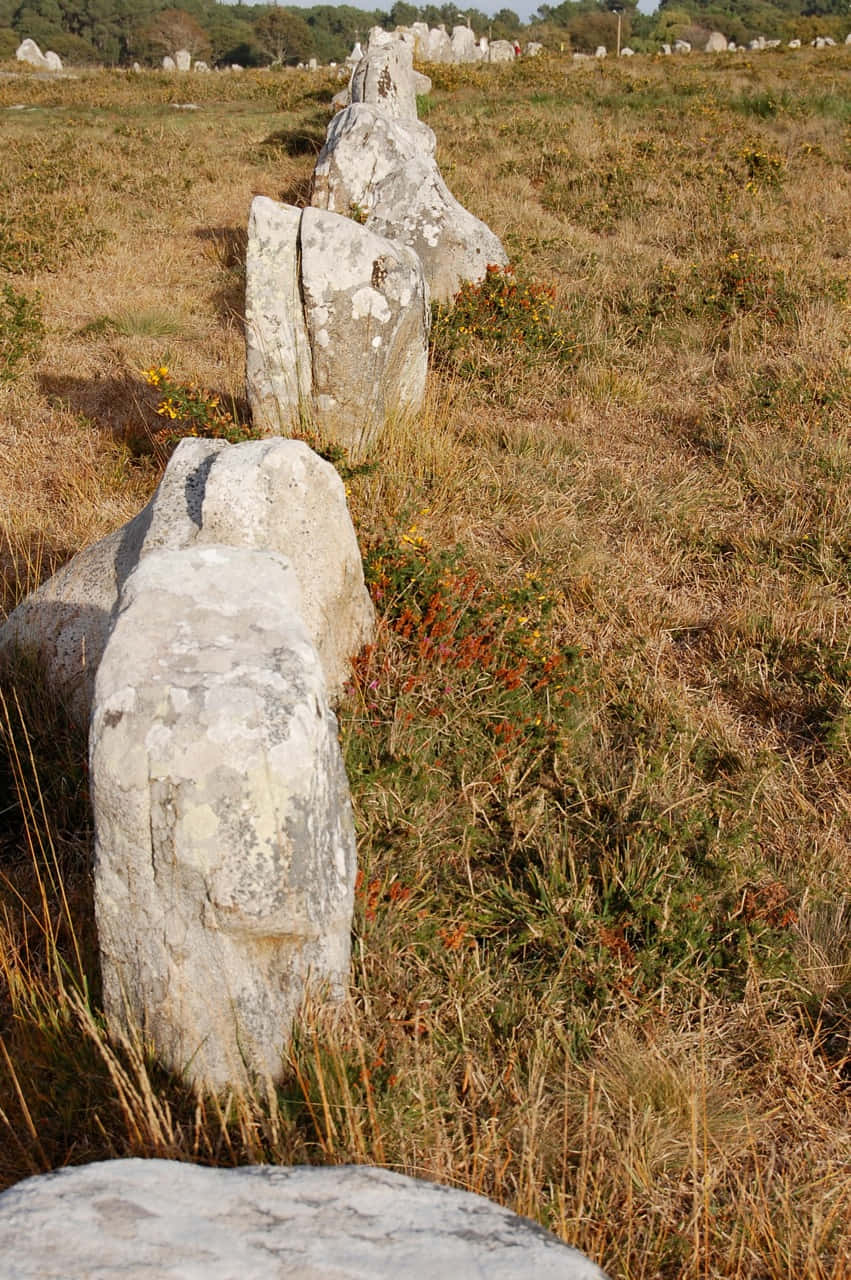 High Angle View Of Carnac Stones Background