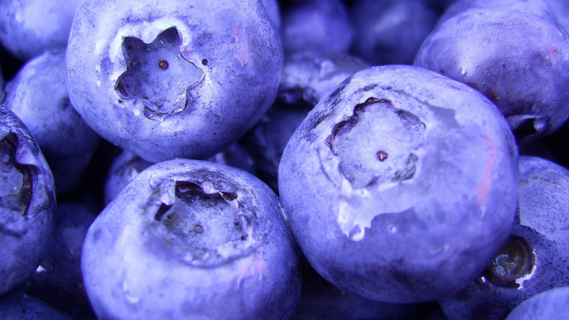 High Contrast Blueberries Background