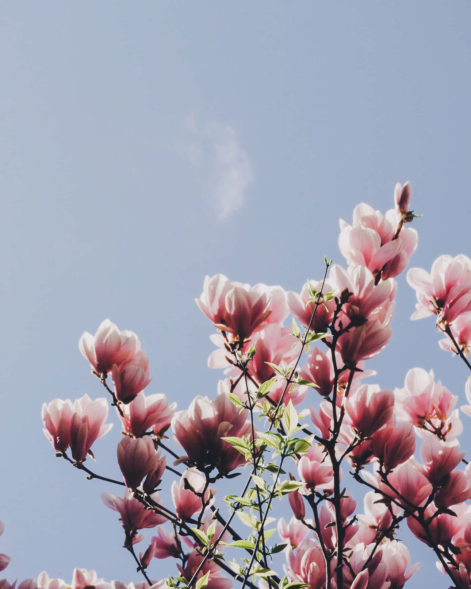 High Definition Aesthetic Magnolia Flower