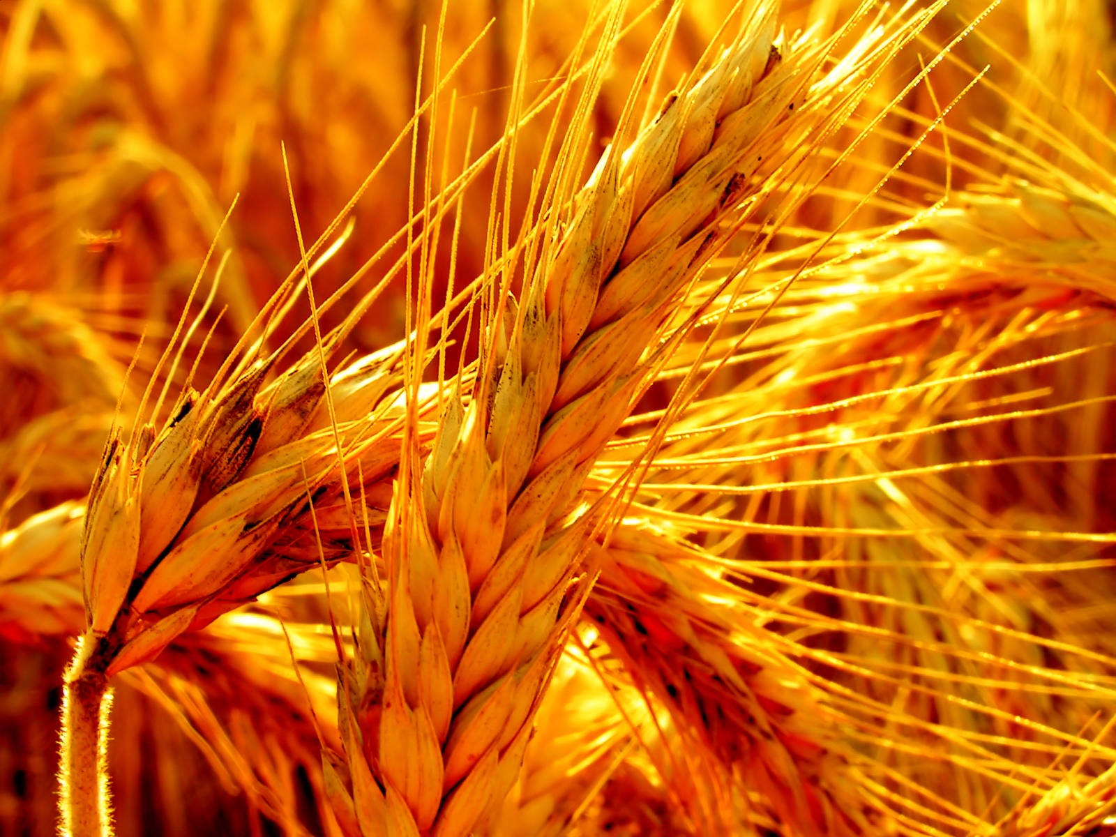 High-definition Photo Of Wheat Field