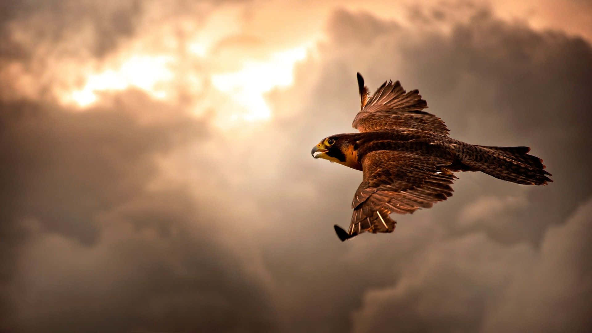 High-flying Eagle With Stunning Reddish-brown Feathers Background