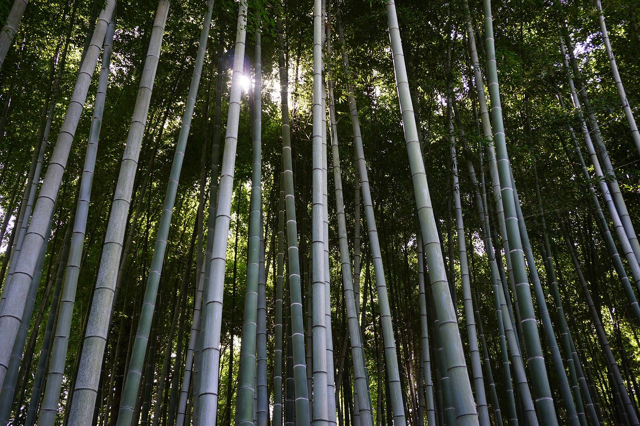 High Green Bamboo 4k Plants Background