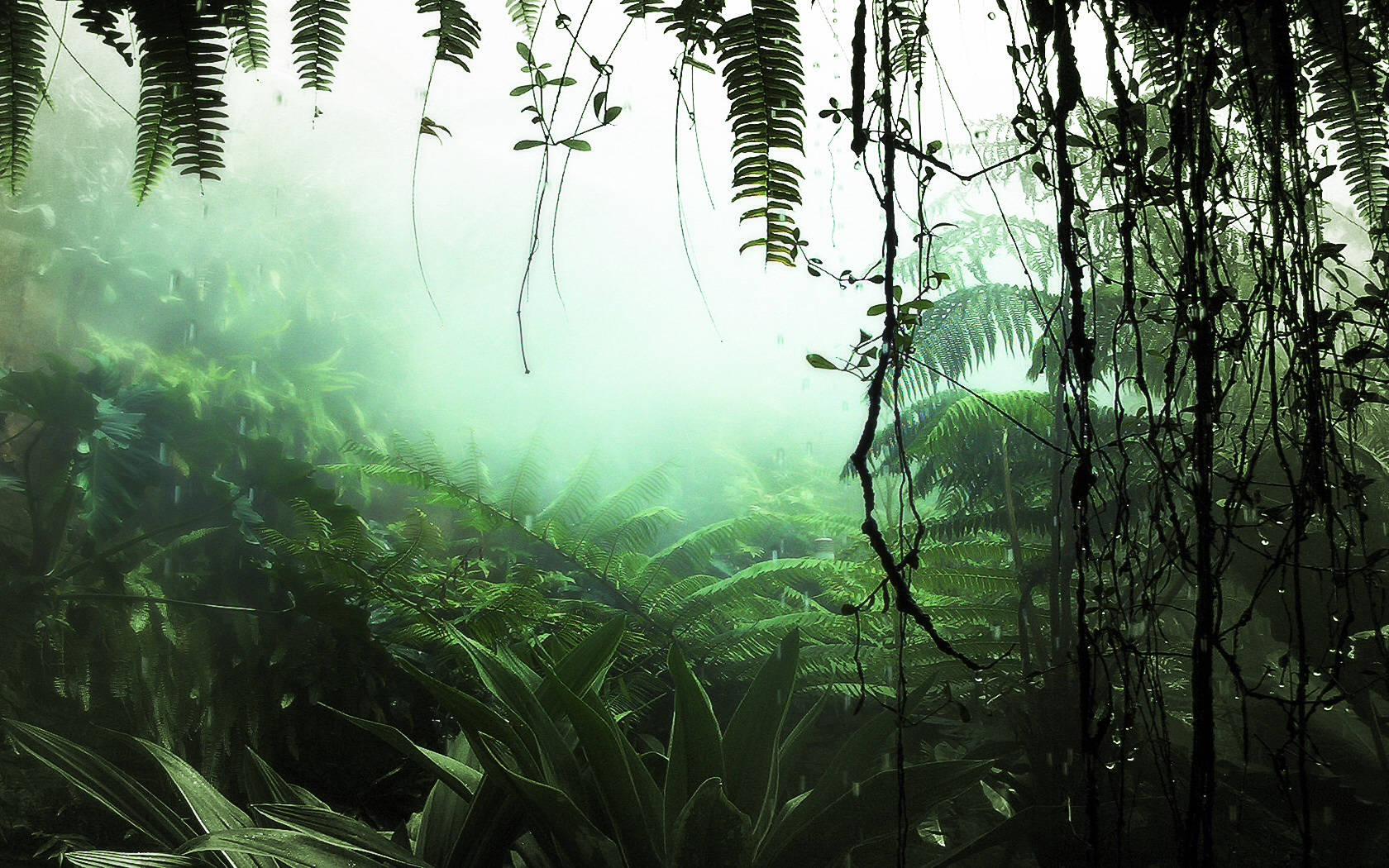 High Humidity Rainforest Plants Mist