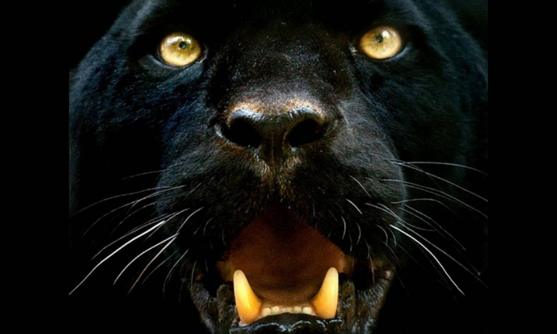 High Quality Black Leopard Background