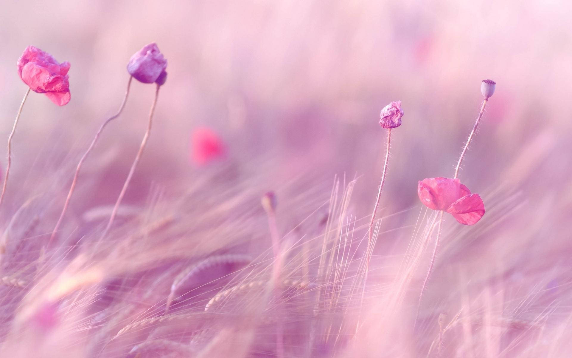 High Res Pink And Purple Flowers Background