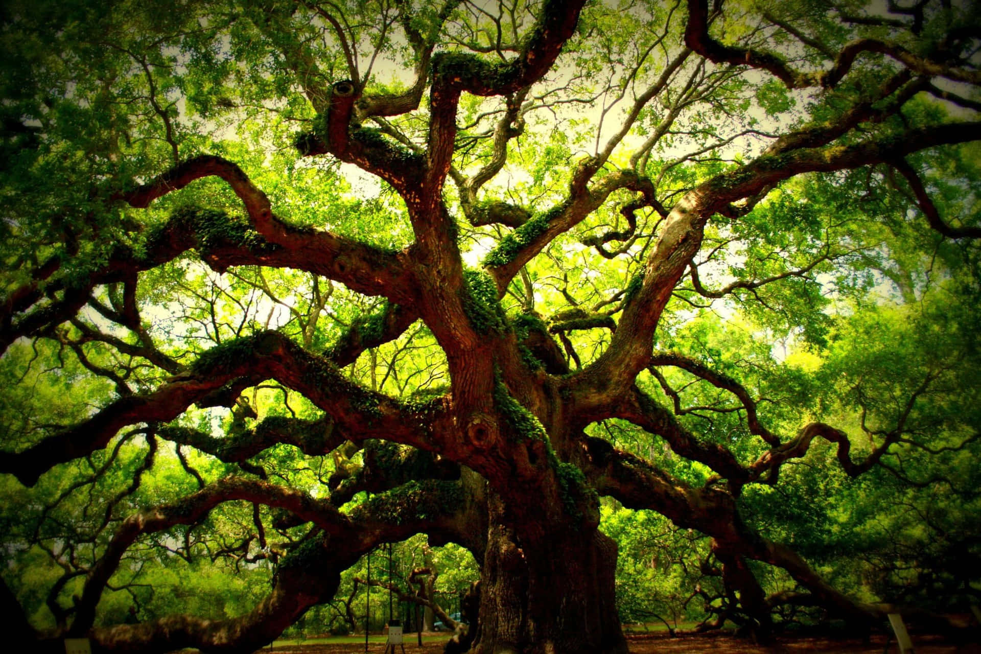 High Resolution Angel Oak Tree Background