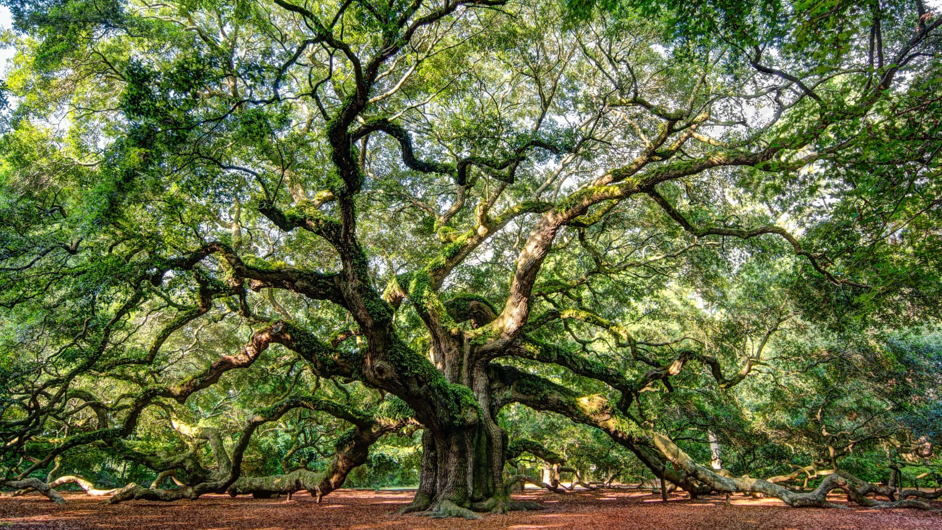 High Resolution Angel Oak Tree Historical Landmark